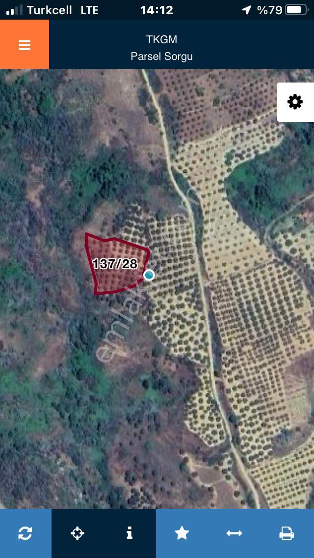 Şarköyde Işık Emlaktan Yukarıkalamış Mah De 2232 M2 Zeytinlik - Görsel 16