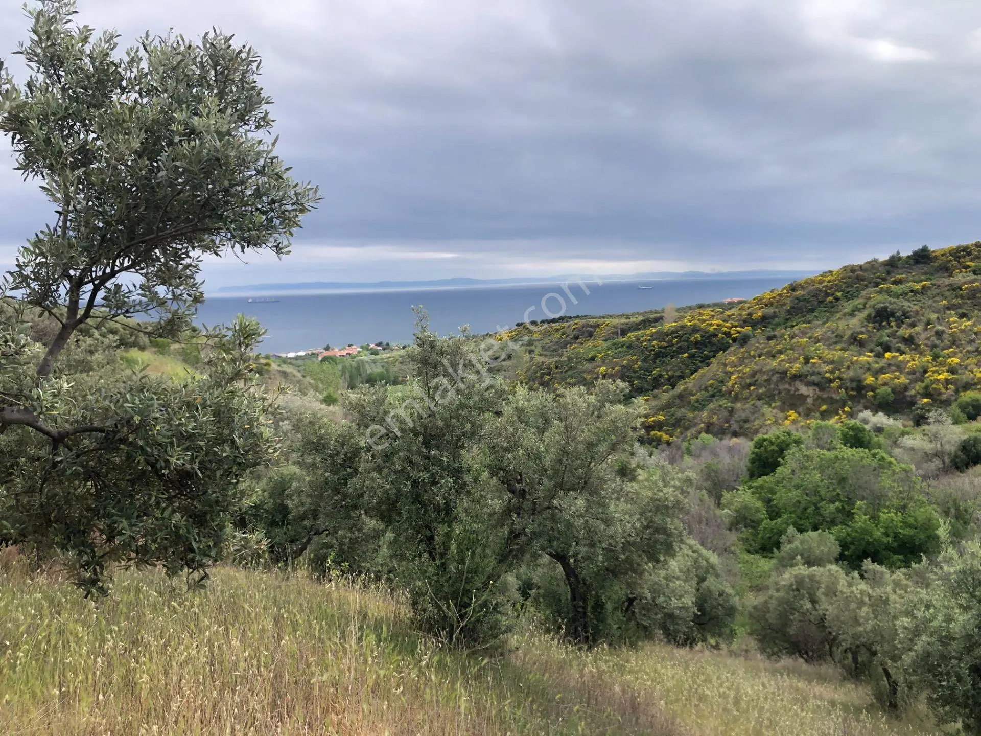 Şarköyde Işık Emlaktan Yukarıkalamış Mah De 2232 M2 Zeytinlik - Görsel 2