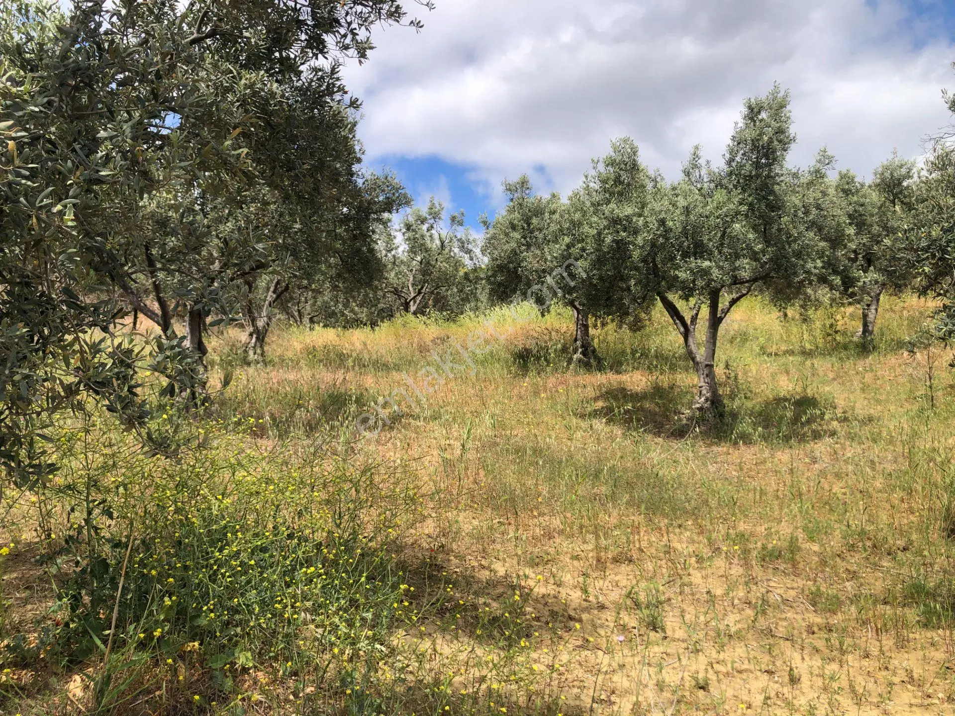 Şarköyde Işık Emlaktan Yukarıkalamış Mah De 2232 M2 Zeytinlik - Görsel 4