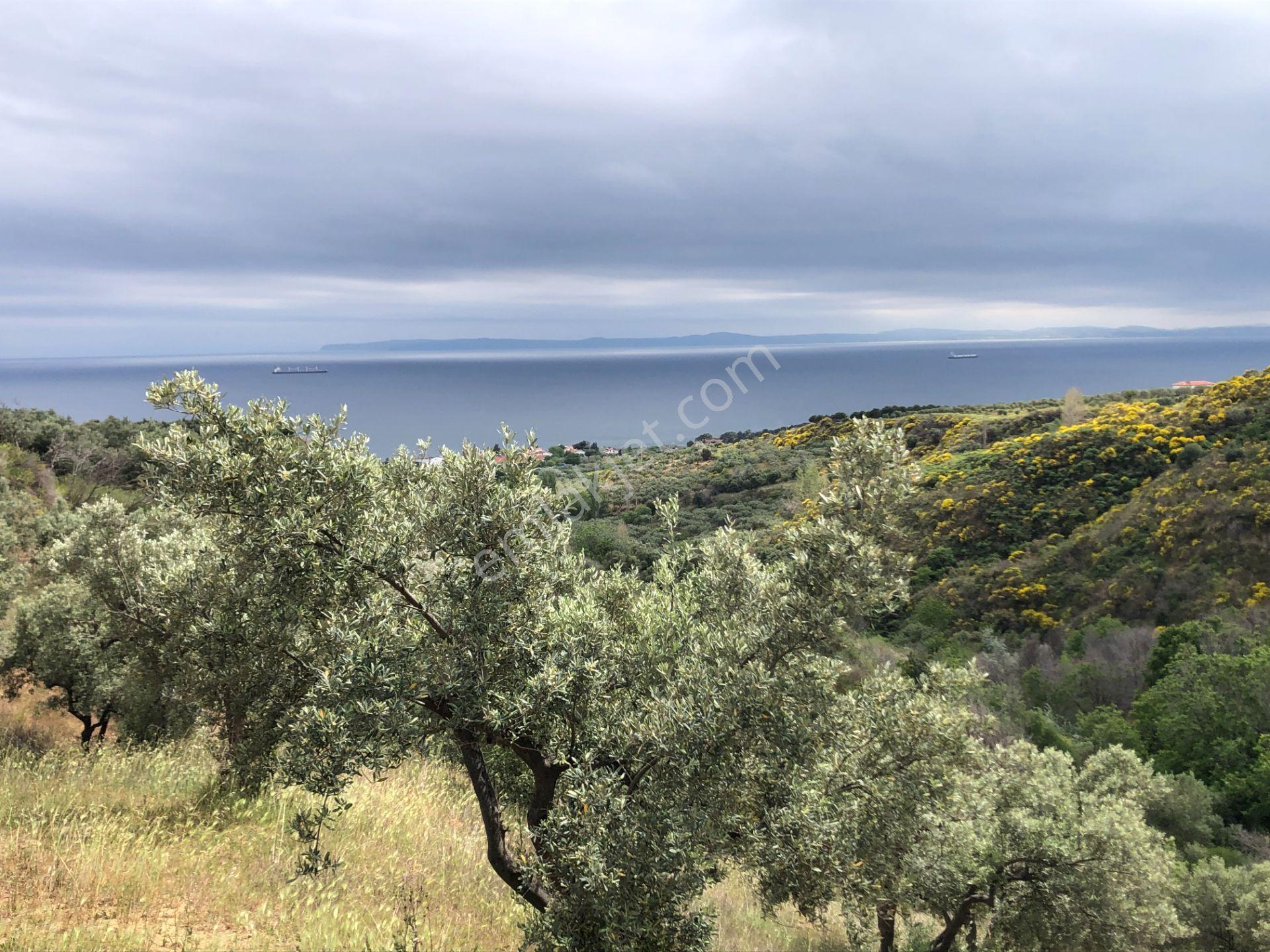 Şarköyde Işık Emlaktan Yukarıkalamış Mah De 2232 M2 Zeytinlik - Görsel 9