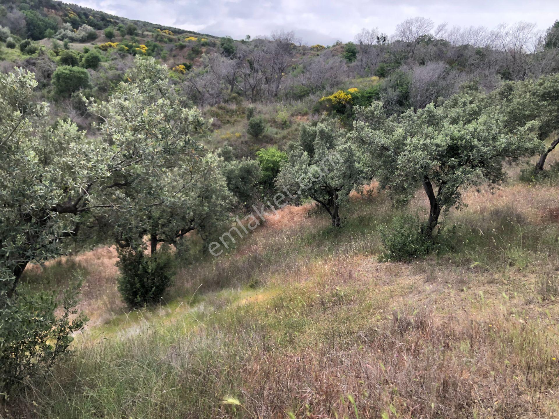 Şarköyde Işık Emlaktan Yukarıkalamış Mah De 2232 M2 Zeytinlik - Görsel 6