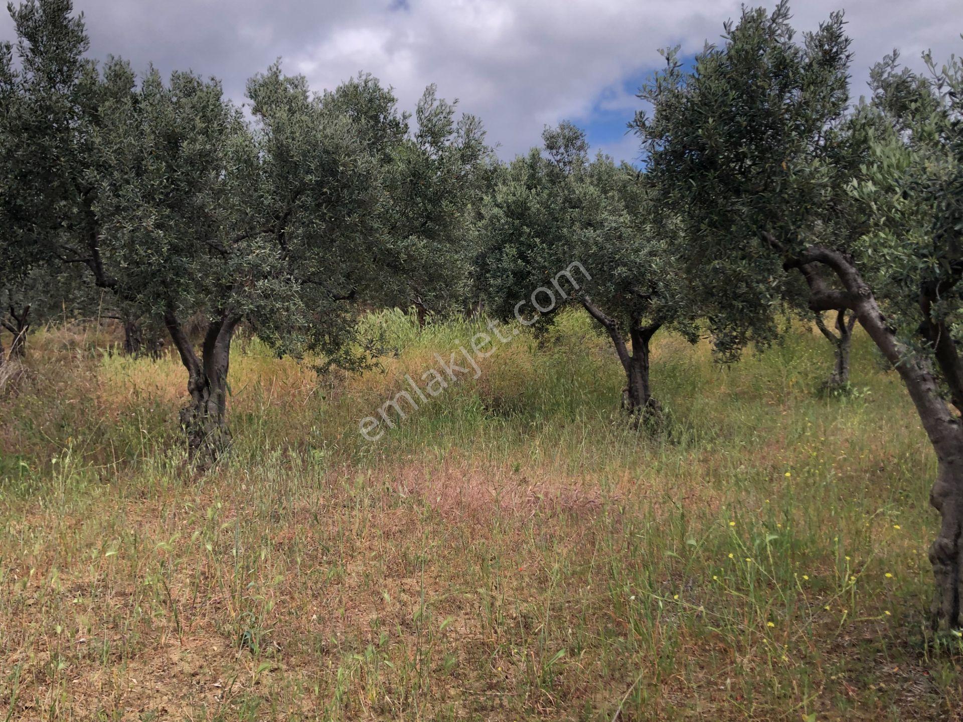 Şarköyde Işık Emlaktan Yukarıkalamış Mah De 2232 M2 Zeytinlik - Görsel 12