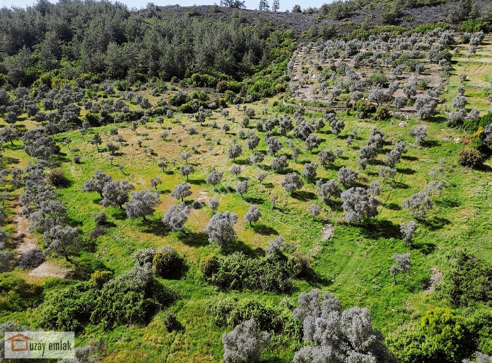Milas Tuzabat Köyünde Satılık 1150 M2 Tarla - Görsel 2