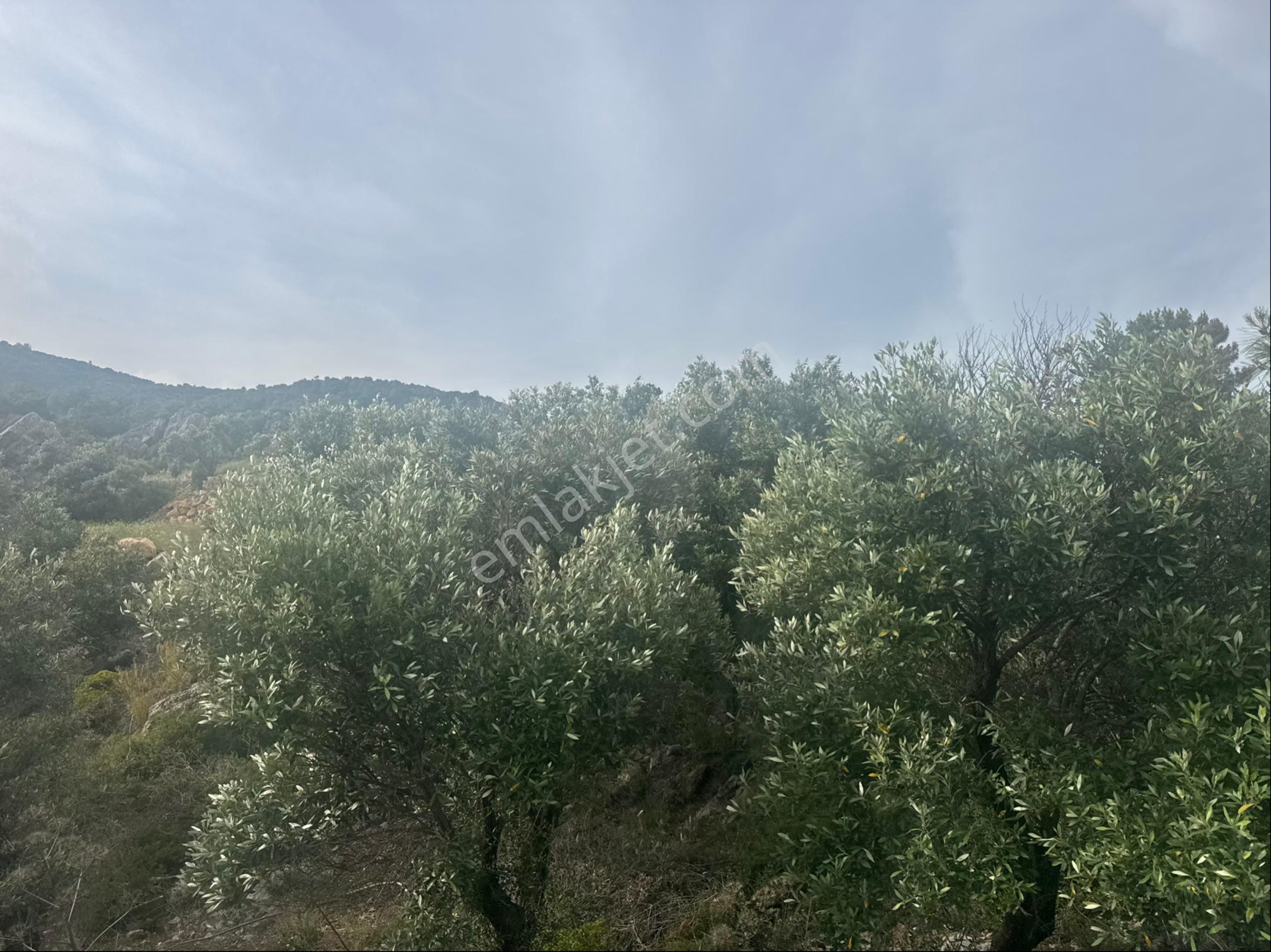 Günel Emlaktan Satılık Tarla - Görsel 9