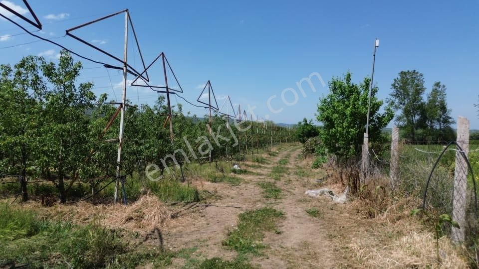Bnd İdol Emlaktan Meyve Bahçesi 7782 M2 800 Adet Armut Ağacı