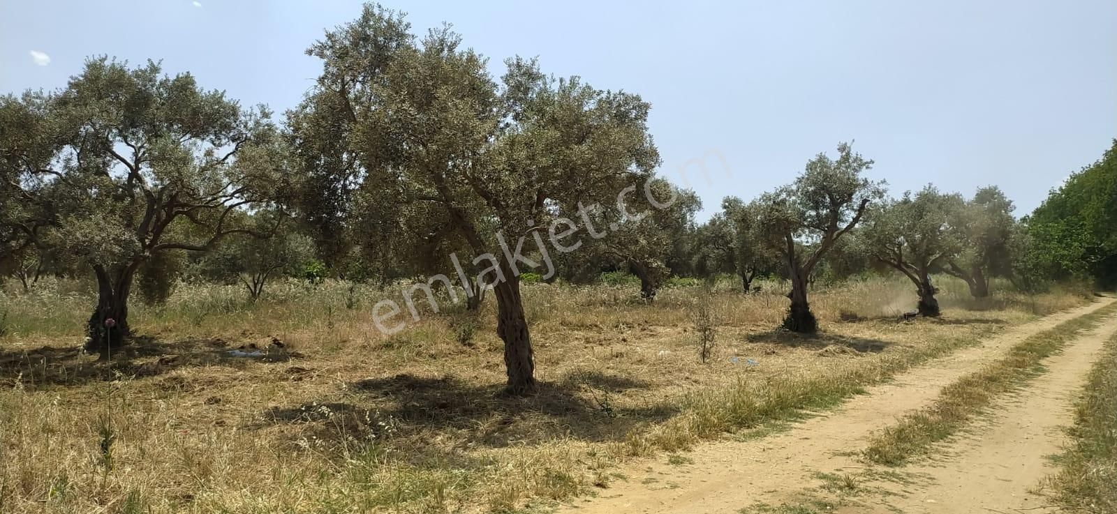 Mimoza'dan Çapakta 7,386m2 Dönüm Satılık Zeytinlik
