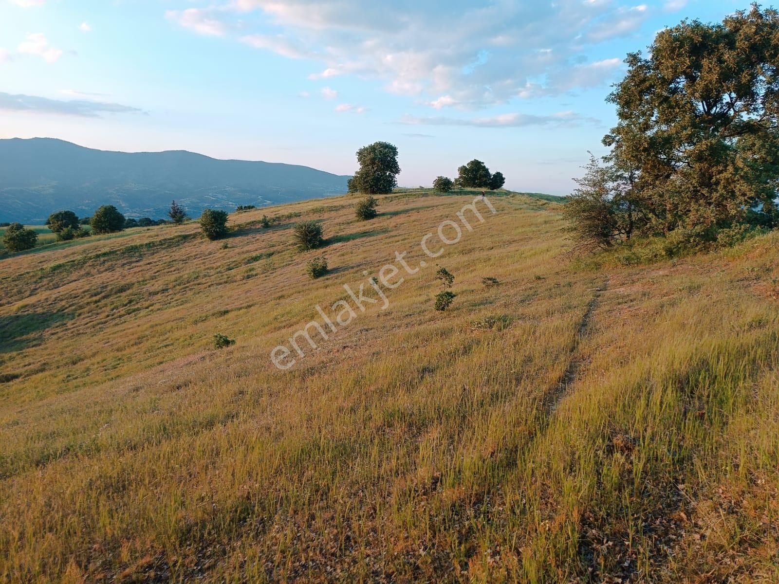 Satılık 9400 M2 Tarla — Uşak Eşme Hardallı Köyü