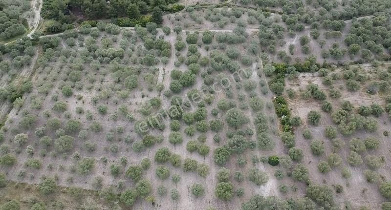 Ermiş Emlaktan Sakarkaya Mah. 8012 M2 Zeytinlik - Görsel 16