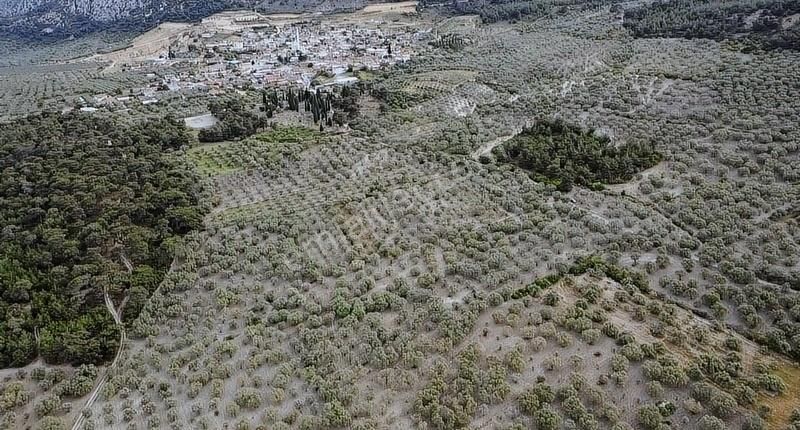 Ermiş Emlaktan Sakarkaya Mah. 8012 M2 Zeytinlik - Görsel 2