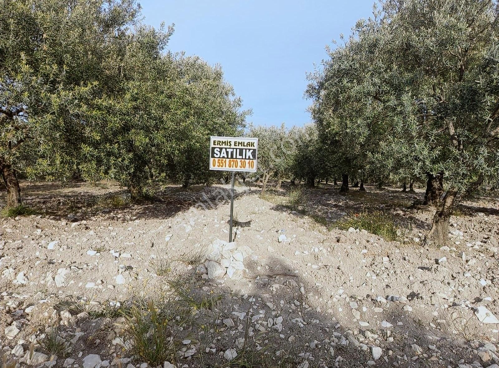 Ermiş Emlaktan Sakarkaya Mah. 8012 M2 Zeytinlik - Görsel 25