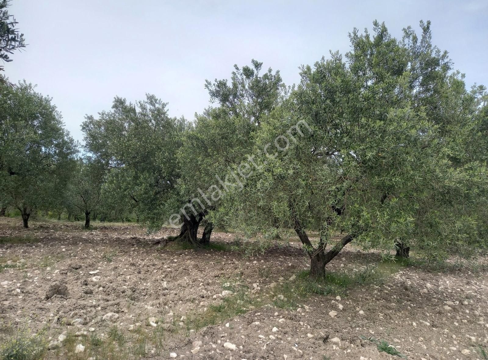Ermiş Emlaktan Sakarkaya Mah. 8012 M2 Zeytinlik - Görsel 19