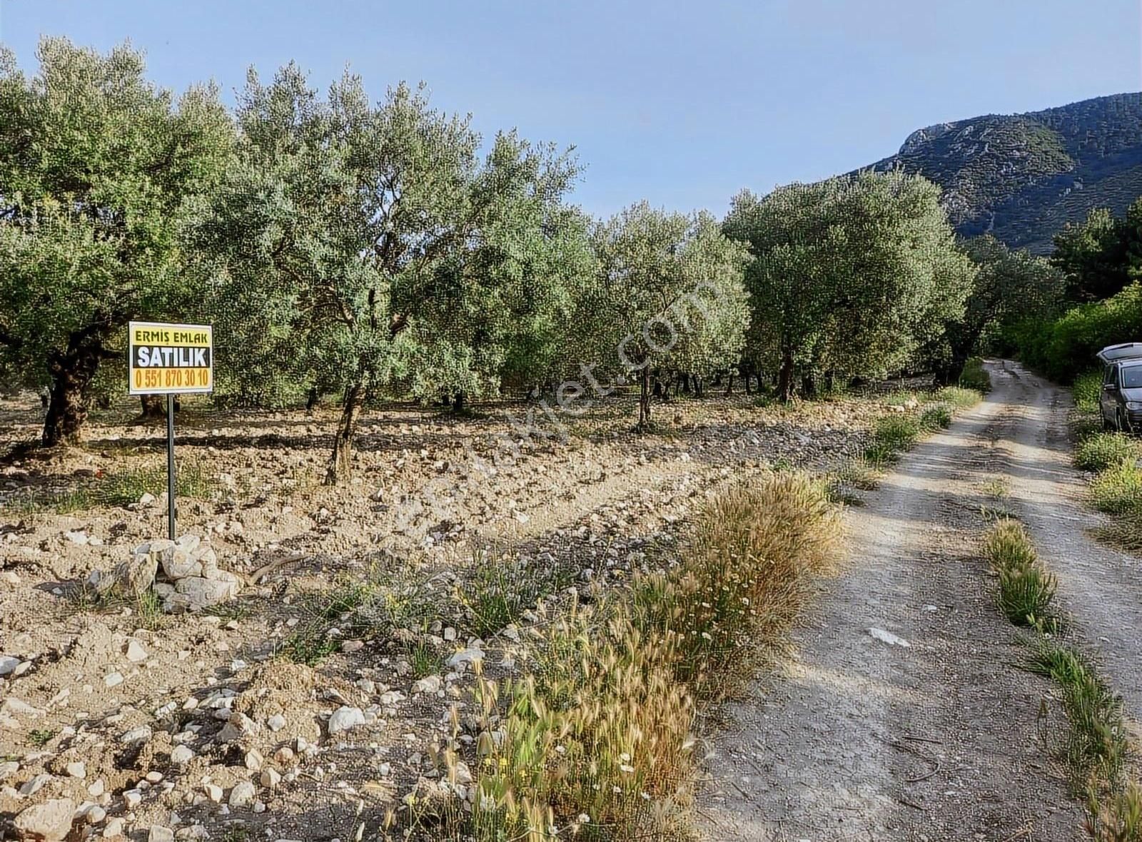 Ermiş Emlaktan Sakarkaya Mah. 8012 M2 Zeytinlik - Görsel 15