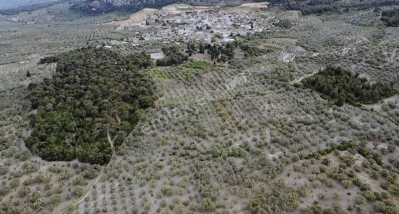 Ermiş Emlaktan Sakarkaya Mah. 8012 M2 Zeytinlik - Görsel 5