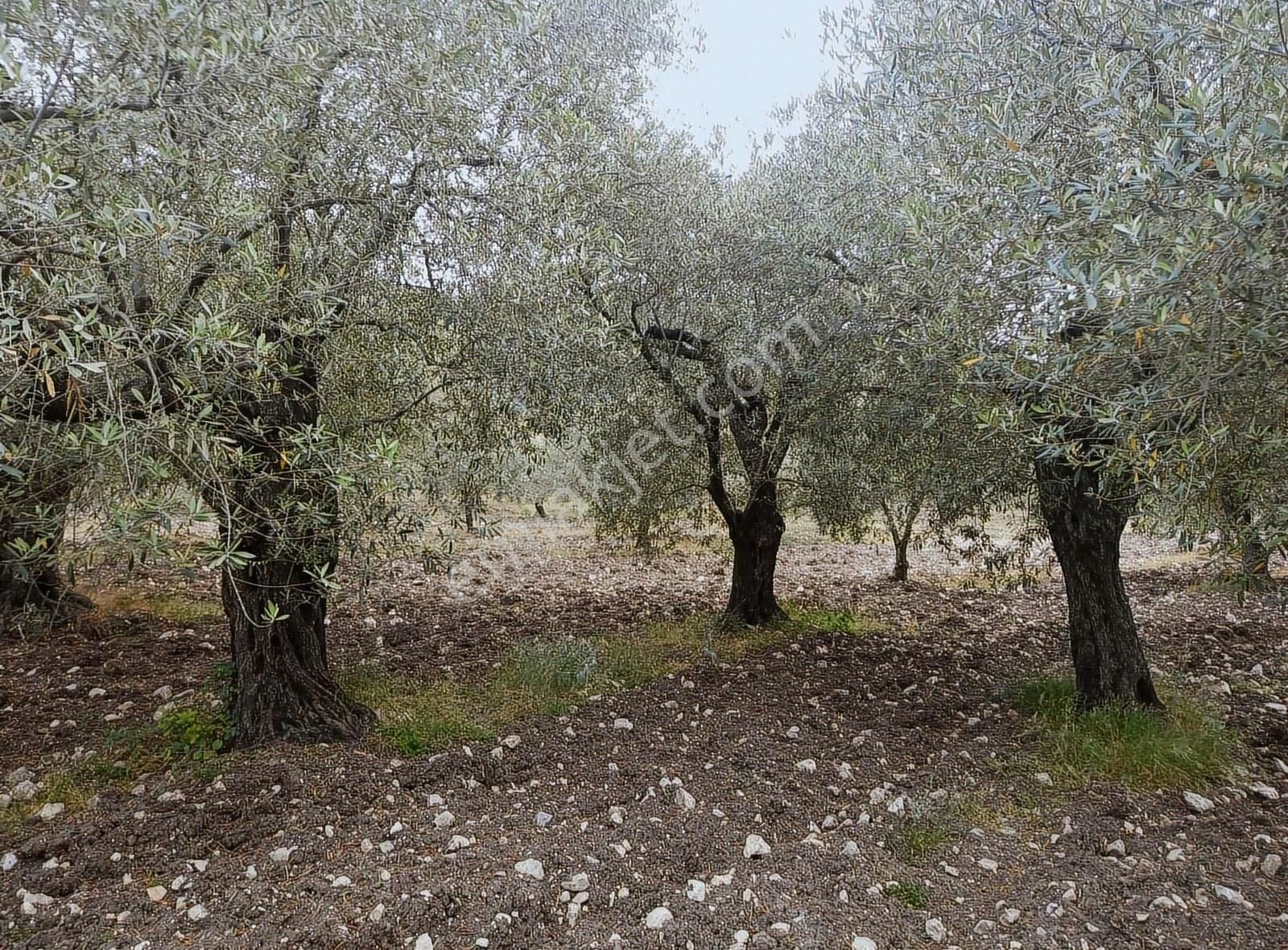 Ermiş Emlaktan Sakarkaya Mah. 8012 M2 Zeytinlik - Görsel 20