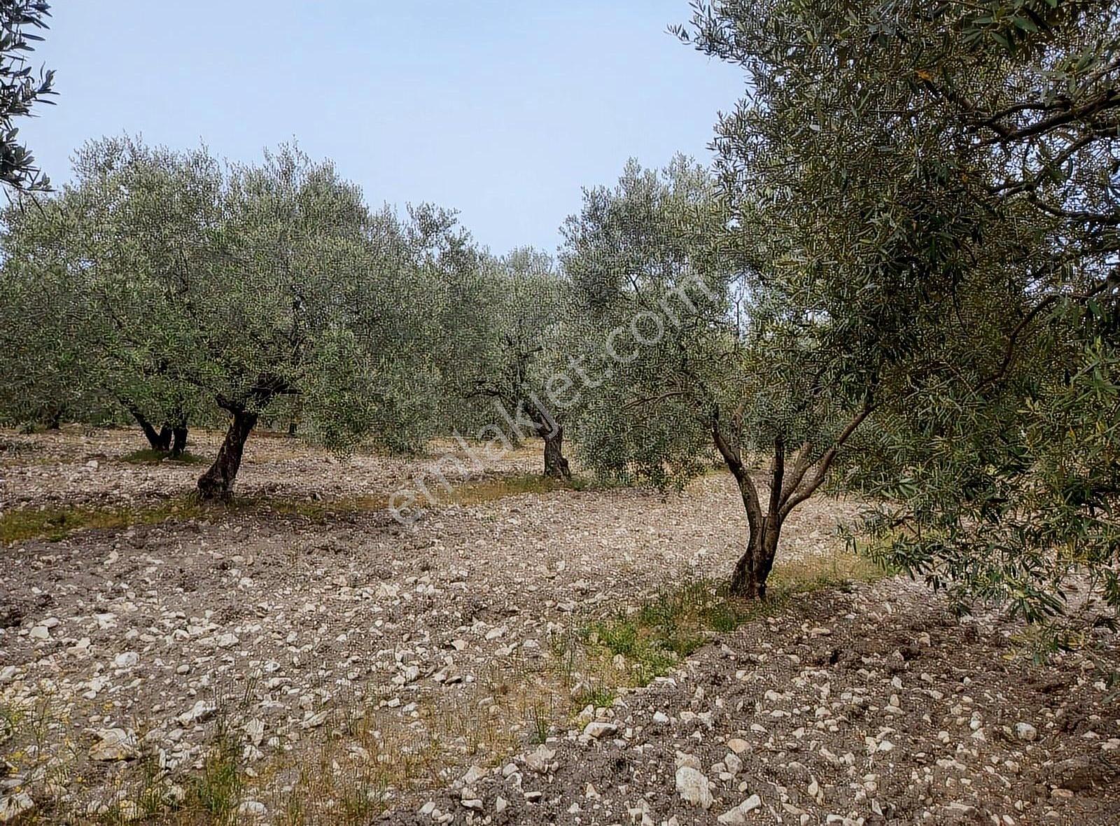 Ermiş Emlaktan Sakarkaya Mah. 8012 M2 Zeytinlik - Görsel 24