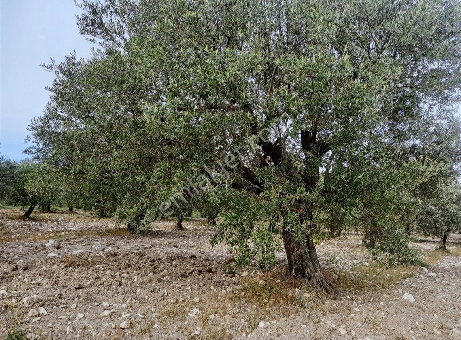 Ermiş Emlaktan Sakarkaya Mah. 8012 M2 Zeytinlik - Görsel 14