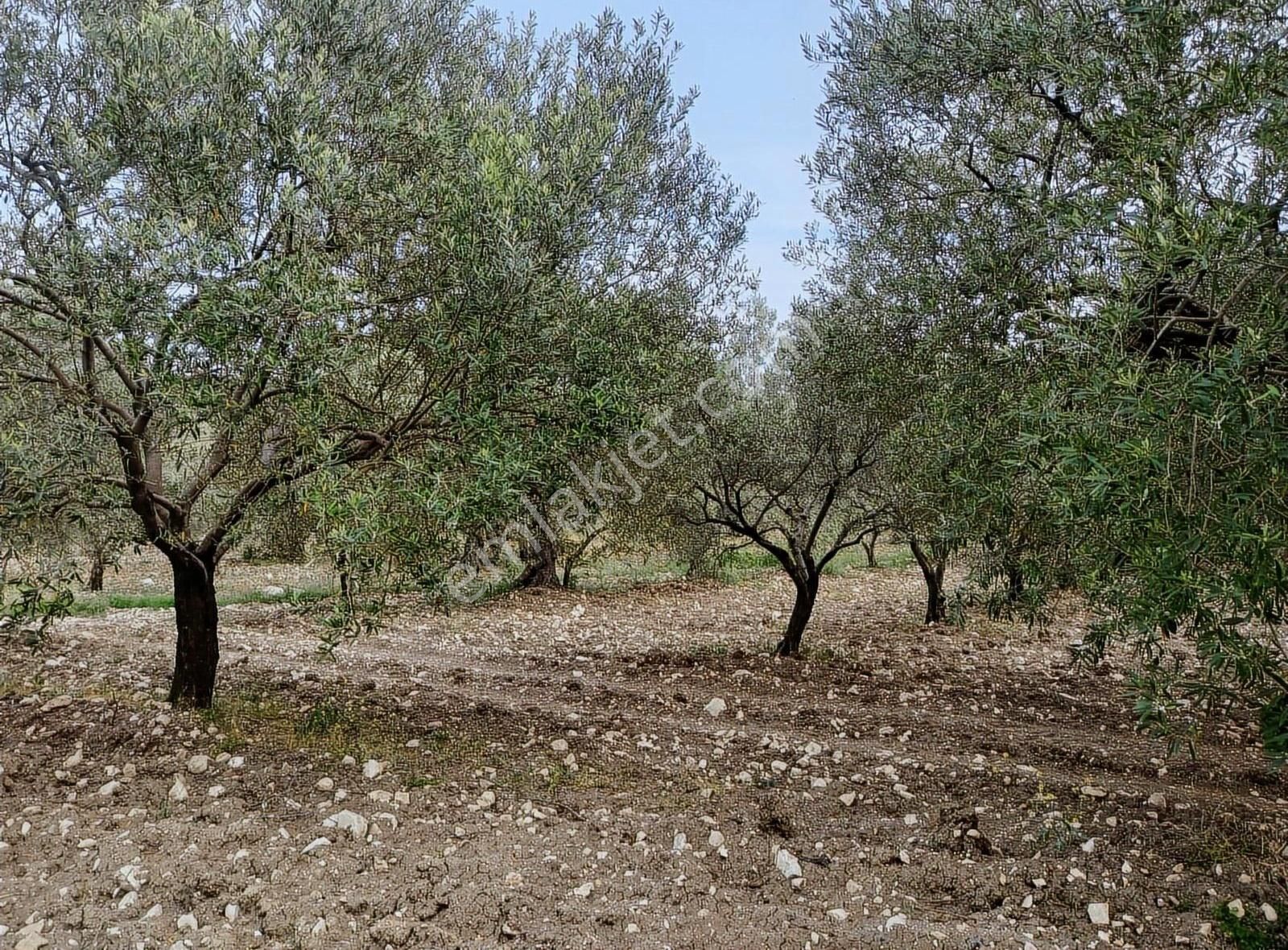 Ermiş Emlaktan Sakarkaya Mah. 8012 M2 Zeytinlik - Görsel 13