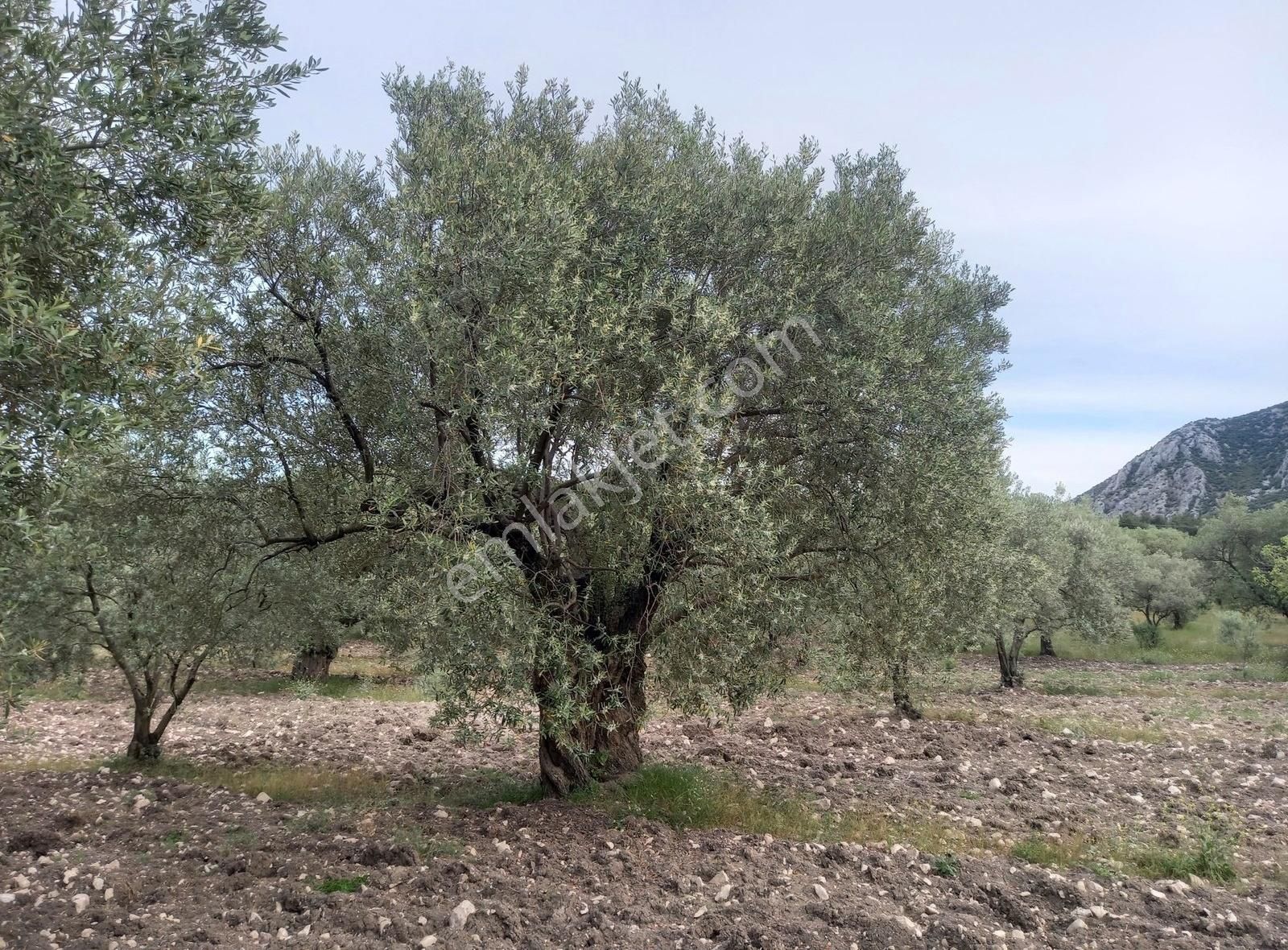Ermiş Emlaktan Sakarkaya Mah. 8012 M2 Zeytinlik - Görsel 18