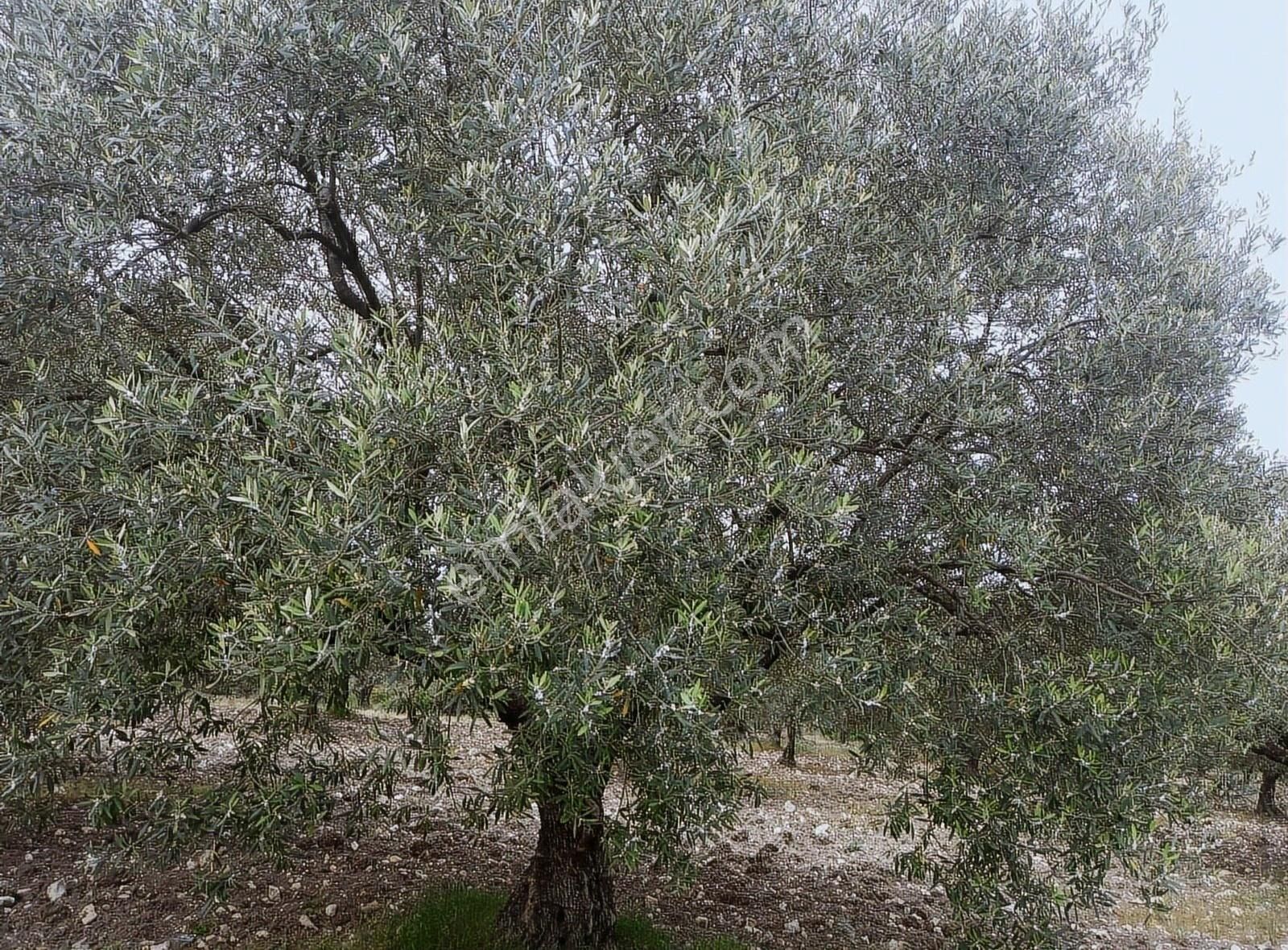 Ermiş Emlaktan Sakarkaya Mah. 8012 M2 Zeytinlik - Görsel 10