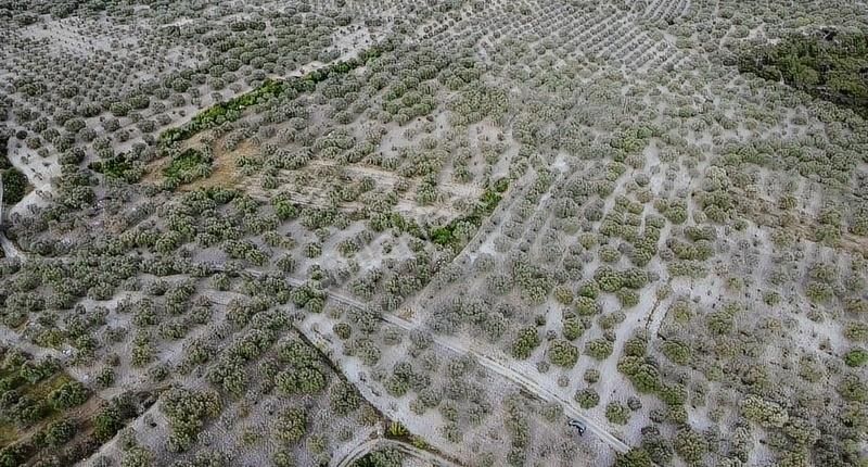 Ermiş Emlaktan Sakarkaya Mah. 8012 M2 Zeytinlik - Görsel 27