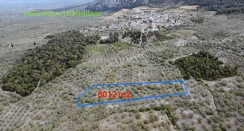 Ermiş Emlaktan Sakarkaya Mah. 8012 M2 Zeytinlik