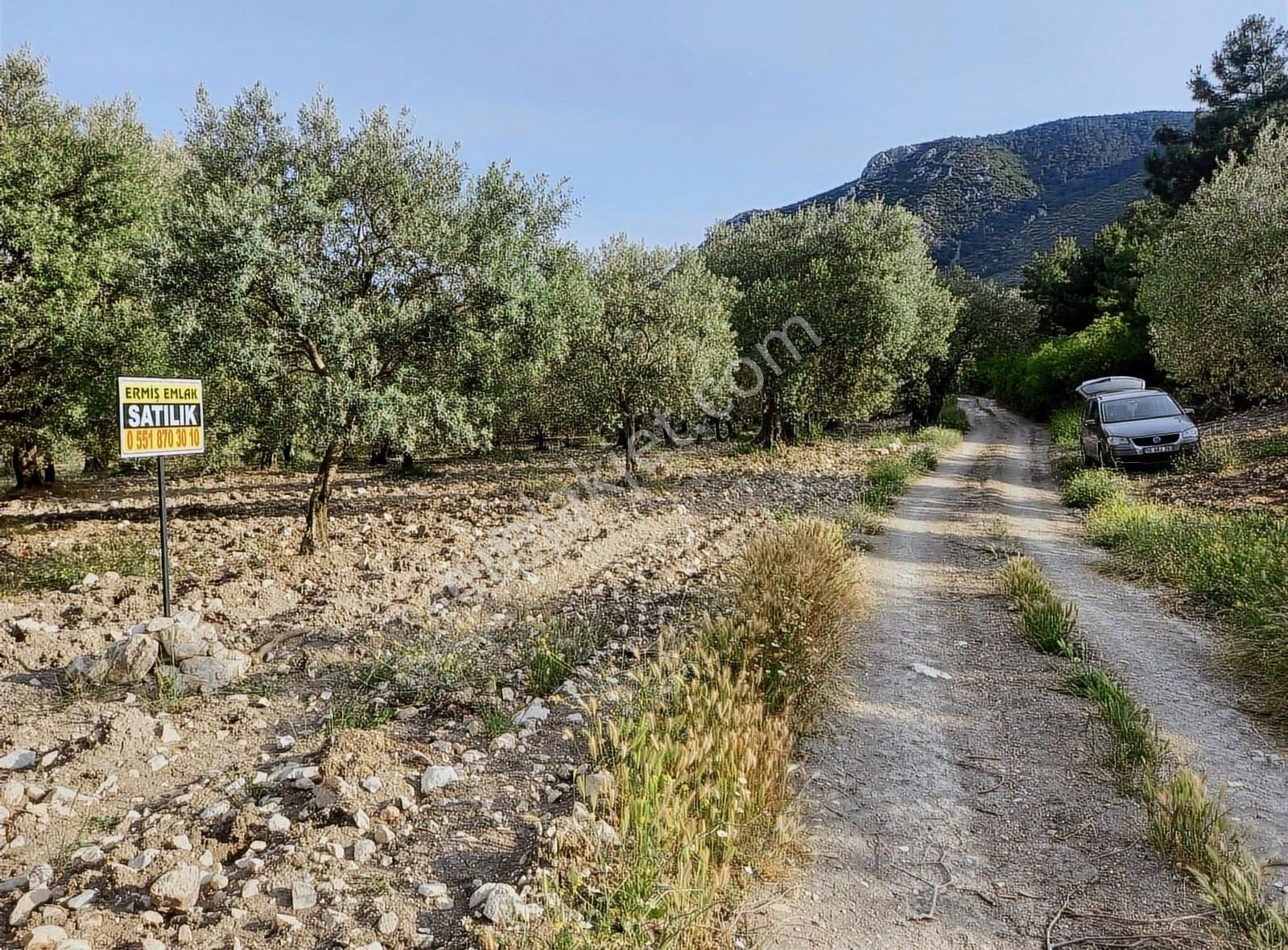 Ermiş Emlaktan Sakarkaya Mah. 8012 M2 Zeytinlik - Görsel 6