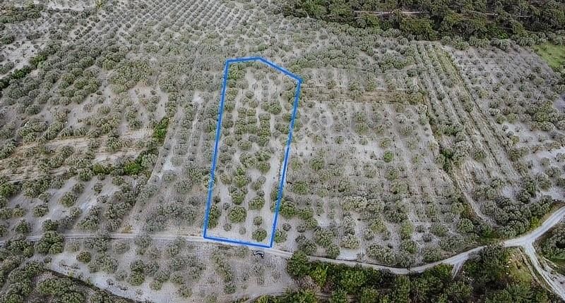 Ermiş Emlaktan Sakarkaya Mah. 8012 M2 Zeytinlik - Görsel 9