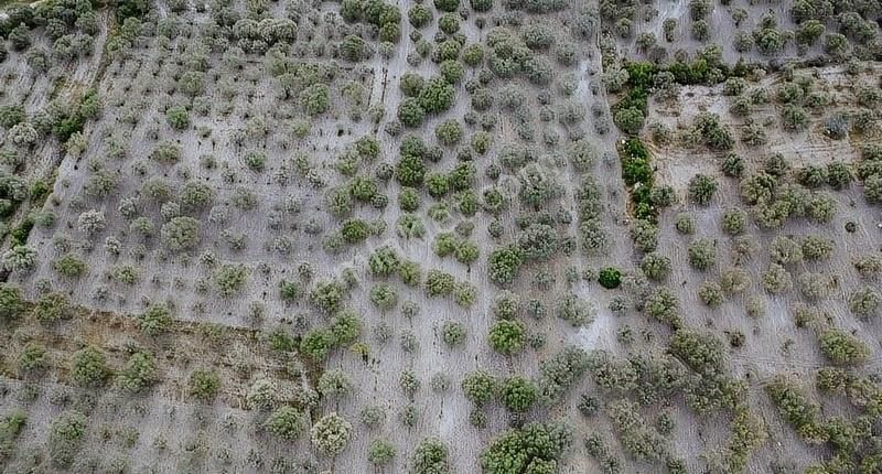 Ermiş Emlaktan Sakarkaya Mah. 8012 M2 Zeytinlik - Görsel 7
