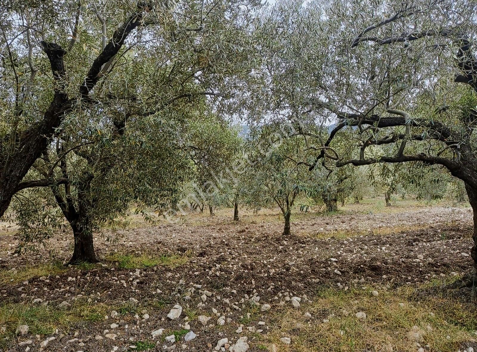 Ermiş Emlaktan Sakarkaya Mah. 8012 M2 Zeytinlik - Görsel 26