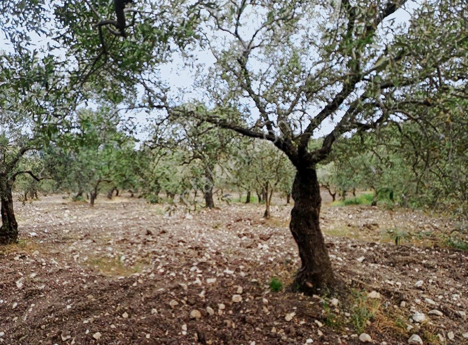 Ermiş Emlaktan Sakarkaya Mah. 8012 M2 Zeytinlik - Görsel 12