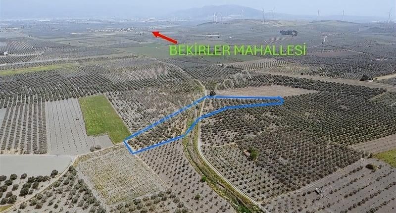 Ermiş Emlaktan Hamidiye Mah. 9625 M2 Zeytinlik