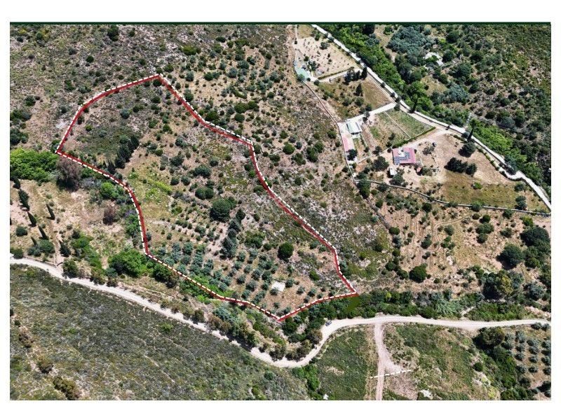 Bodrum Dereköy’de Dere Kenarında Yola Cepheli Müstakil 19.661m2 Zeytinlik ~ Modern Çiftlik Yaşamı