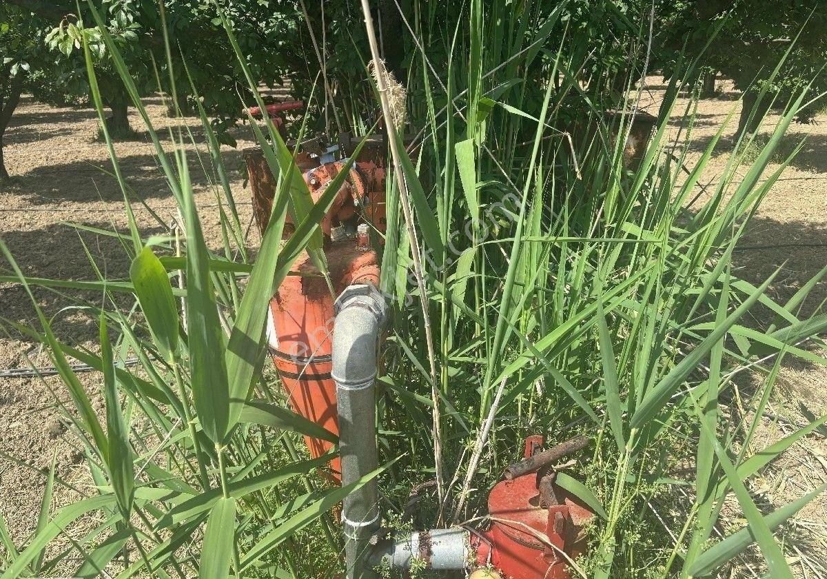 Manisa Turgutlu 7.mıntıka 6182m2 Elektrik Ve Su Var Erik Bahçesi Tek Tapu
