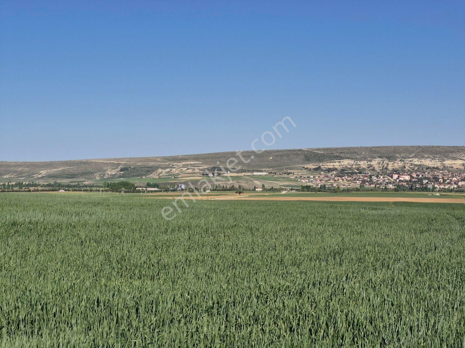Seyitgazi’de Tarım Ve Yatırıma Uygun Satılık Düz Arazi/ Sho-8