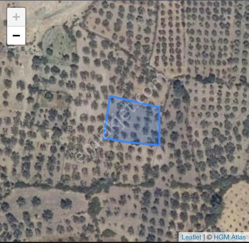 Acıl Bergama Göçbeylıde 1260m2 Zeytın Agaçlı Bakımlı Tarla