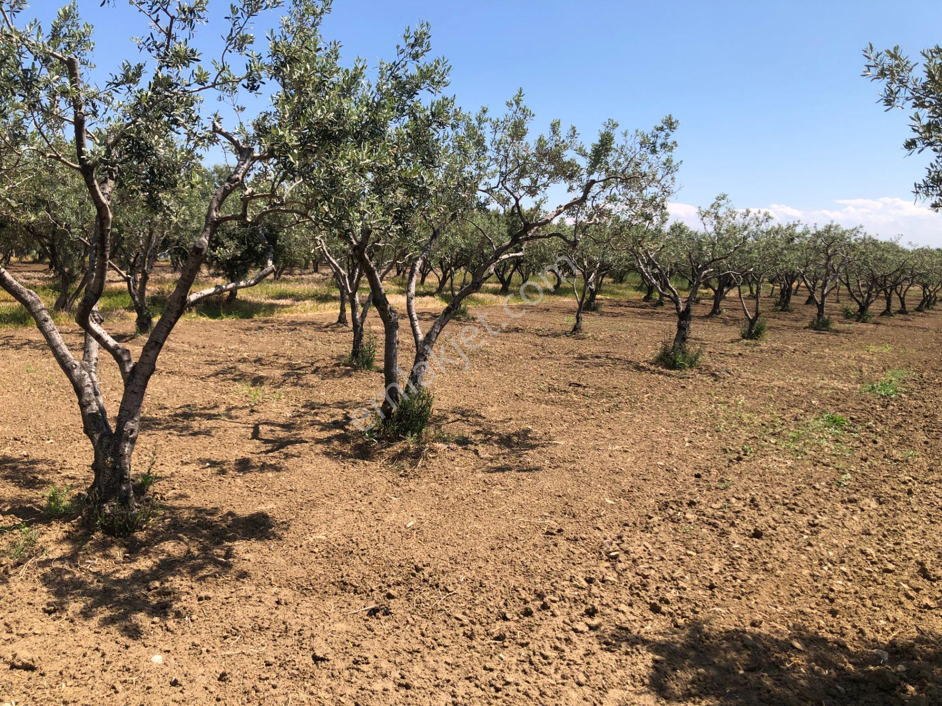 Şarköyde Işık Emlaktan Eriklice Mah De 1380 M2 Zeytinlik - Görsel 3