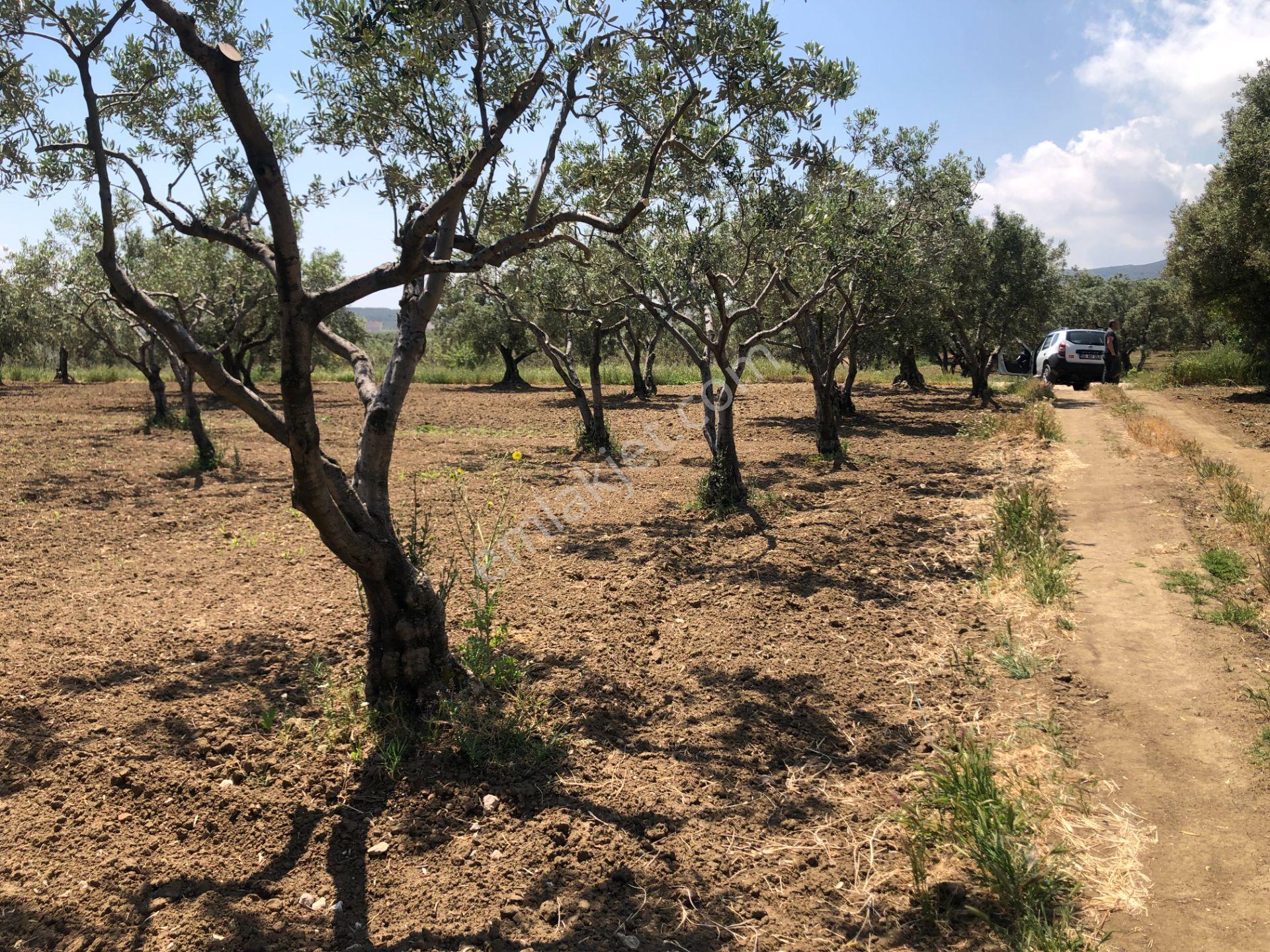 Şarköyde Işık Emlaktan Eriklice Mah De 1380 M2 Zeytinlik - Görsel 8