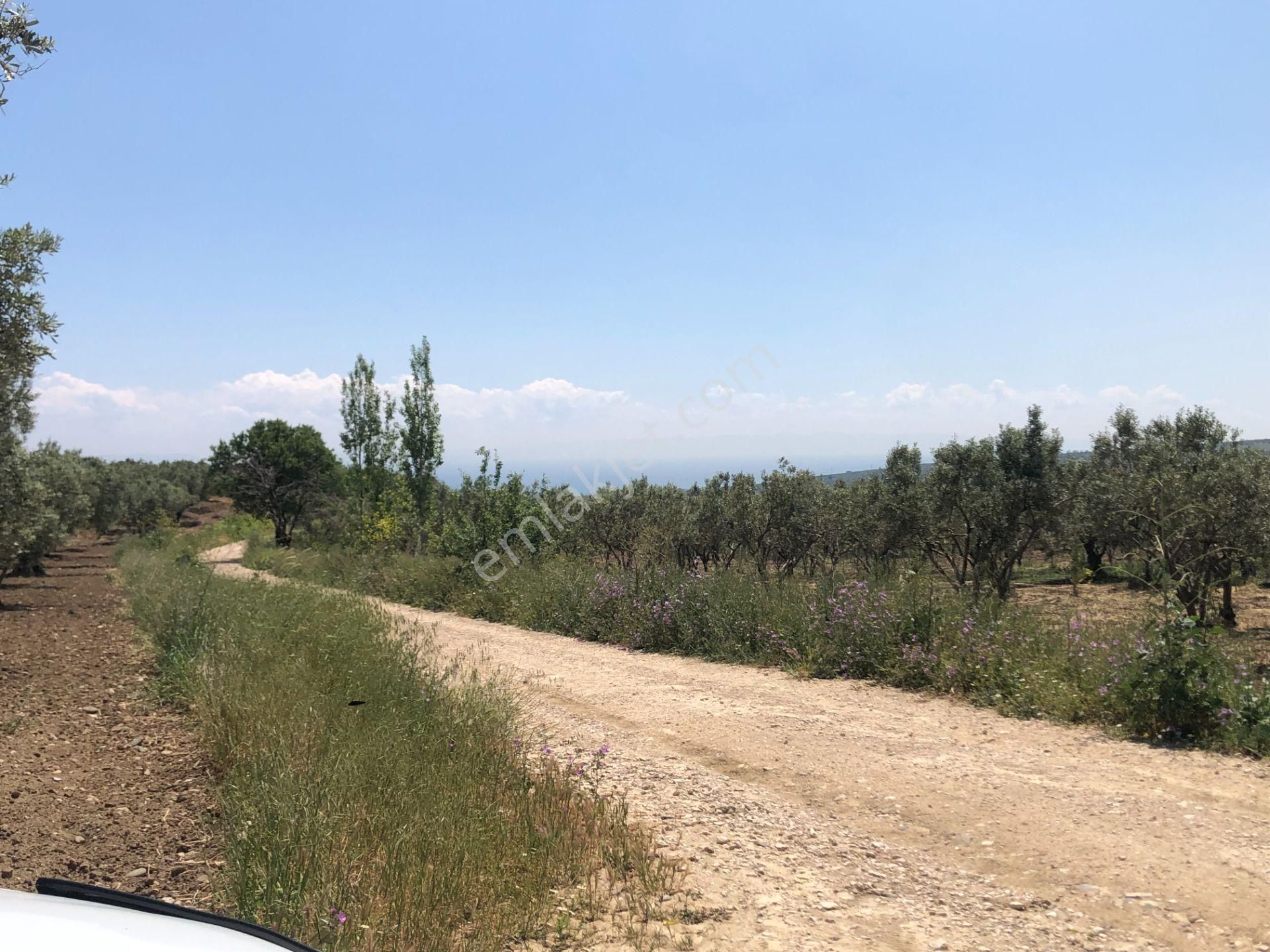 Şarköyde Işık Emlaktan Eriklice Mah De 1380 M2 Zeytinlik