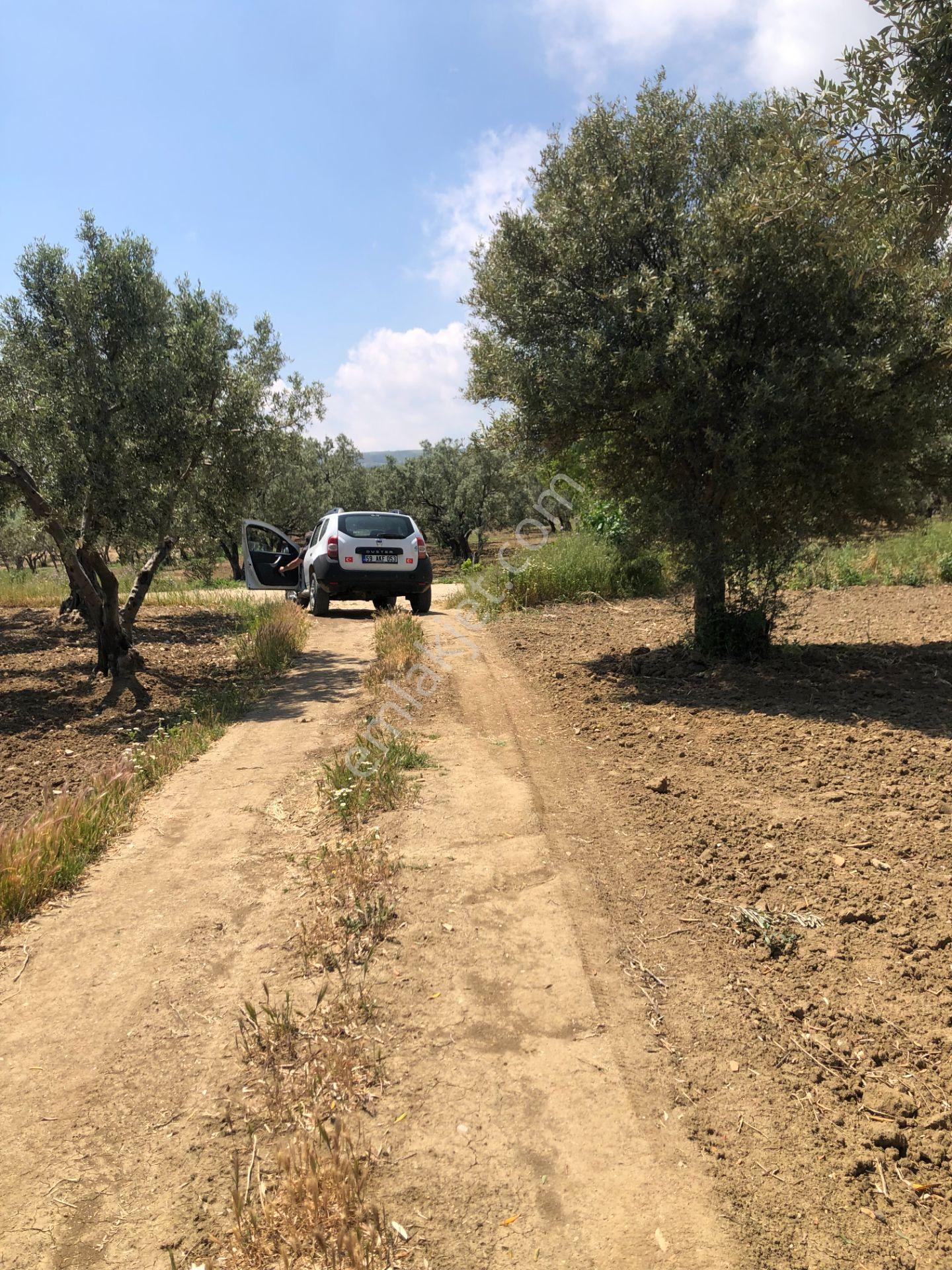 Şarköyde Işık Emlaktan Eriklice Mah De 1380 M2 Zeytinlik - Görsel 12