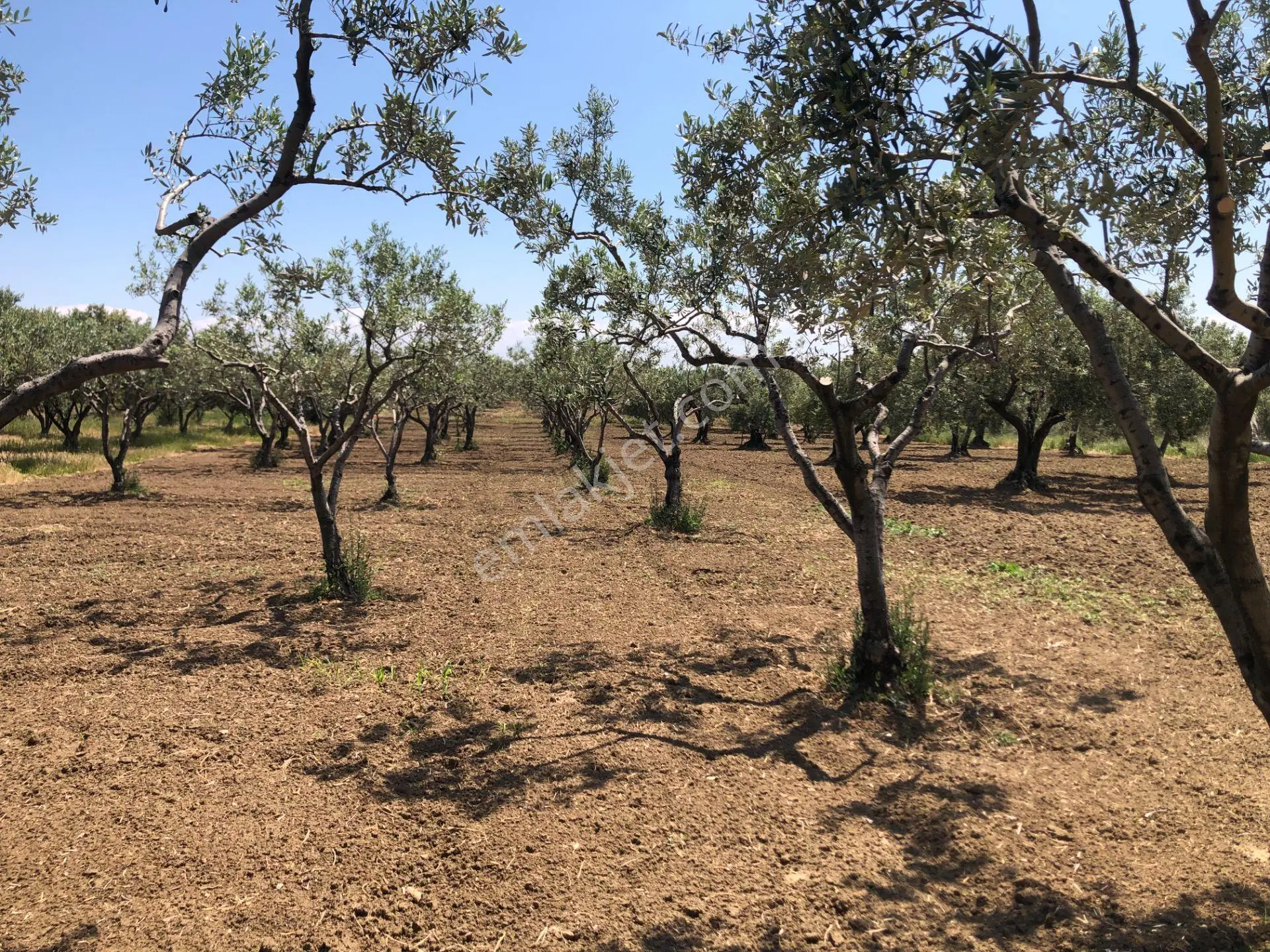 Şarköyde Işık Emlaktan Eriklice Mah De 1380 M2 Zeytinlik - Görsel 4