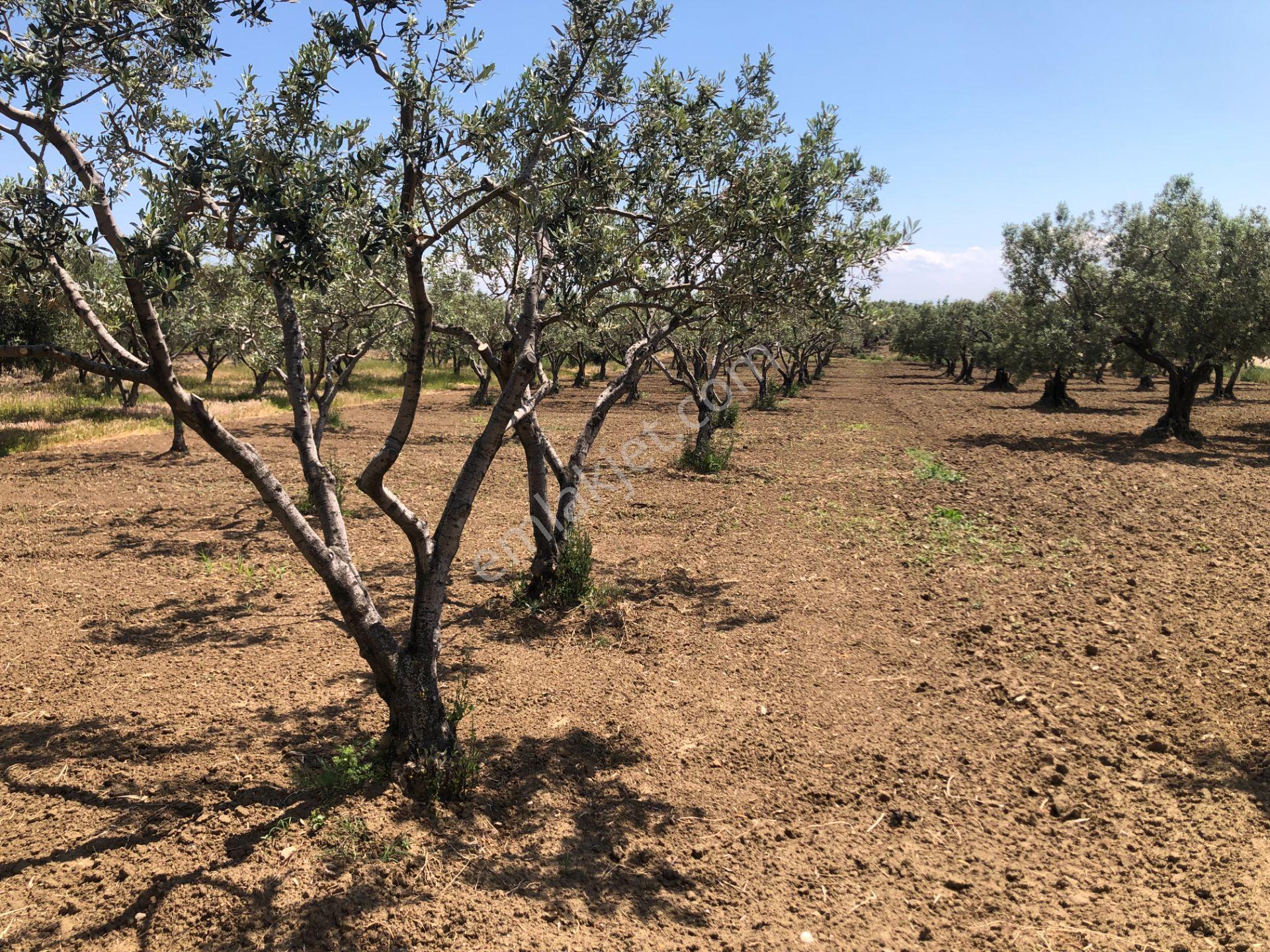 Şarköyde Işık Emlaktan Eriklice Mah De 1380 M2 Zeytinlik - Görsel 6