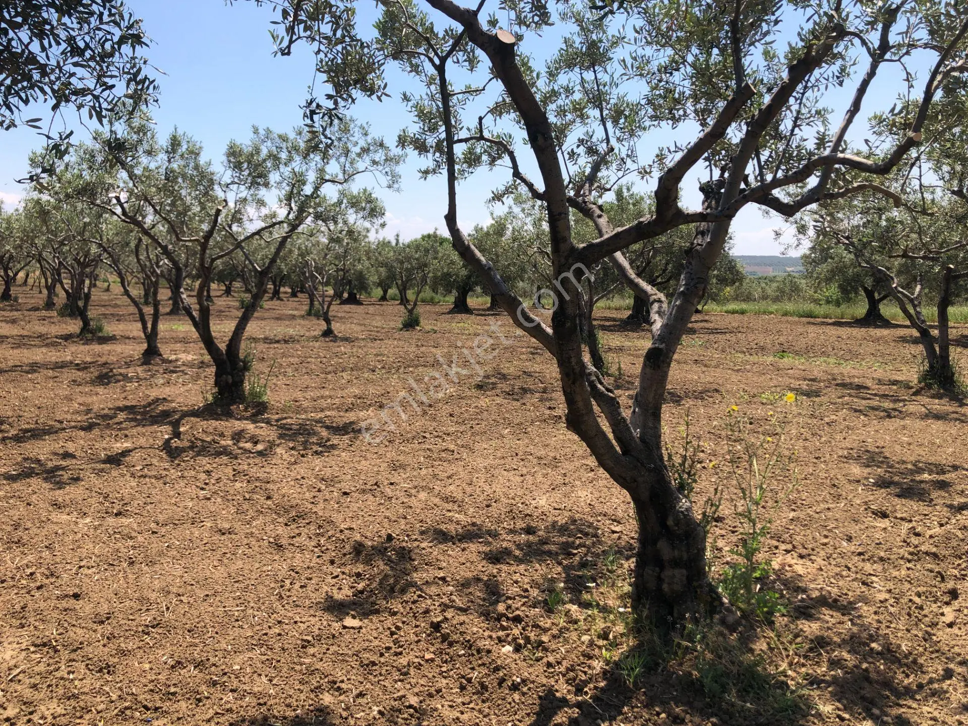 Şarköyde Işık Emlaktan Eriklice Mah De 1380 M2 Zeytinlik - Görsel 5