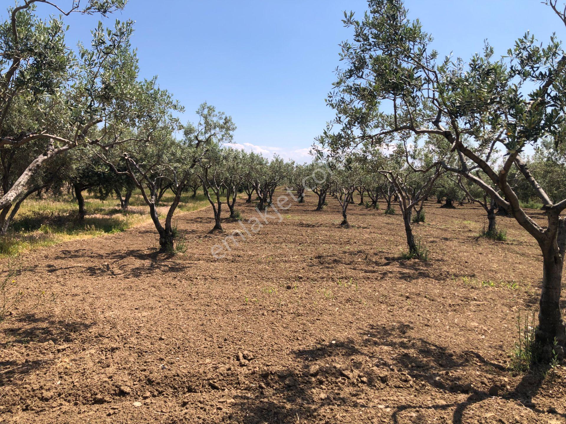 Şarköyde Işık Emlaktan Eriklice Mah De 1380 M2 Zeytinlik - Görsel 7