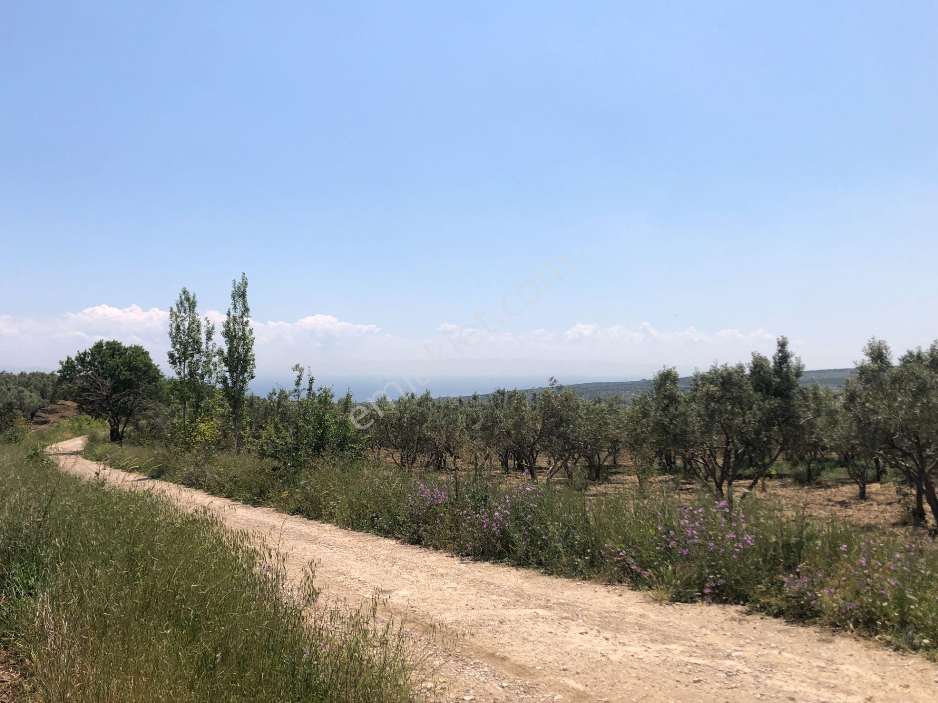 Şarköyde Işık Emlaktan Eriklice Mah De 1380 M2 Zeytinlik - Görsel 11
