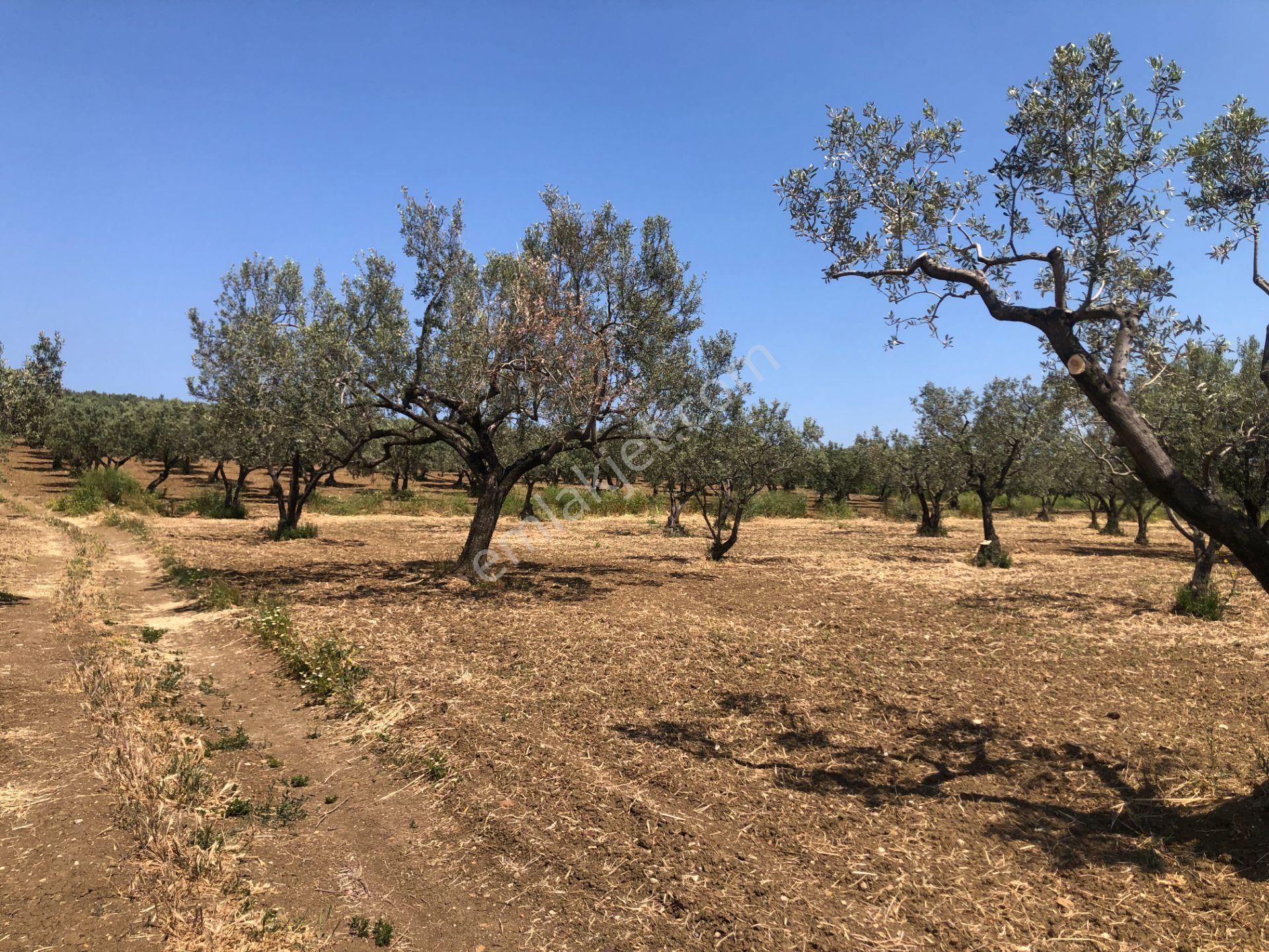 Şarköyde Işık Emlaktan Eriklice Mah De 4300 M2 Zeytinlik - Görsel 10