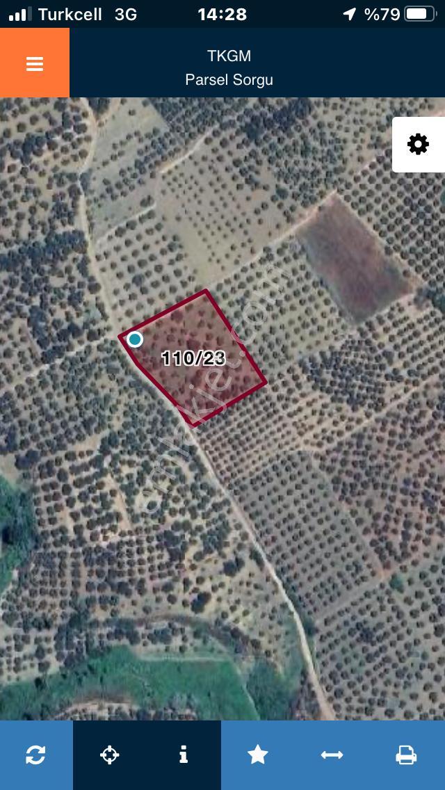 Şarköyde Işık Emlaktan Eriklice Mah De 4300 M2 Zeytinlik - Görsel 16
