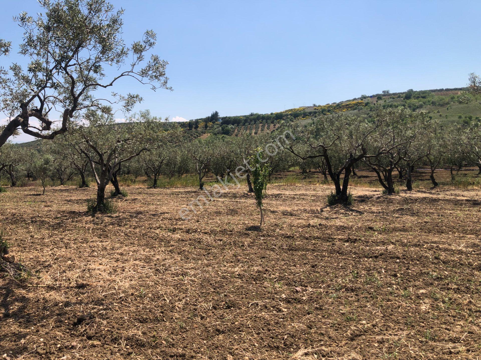 Şarköyde Işık Emlaktan Eriklice Mah De 4300 M2 Zeytinlik - Görsel 7
