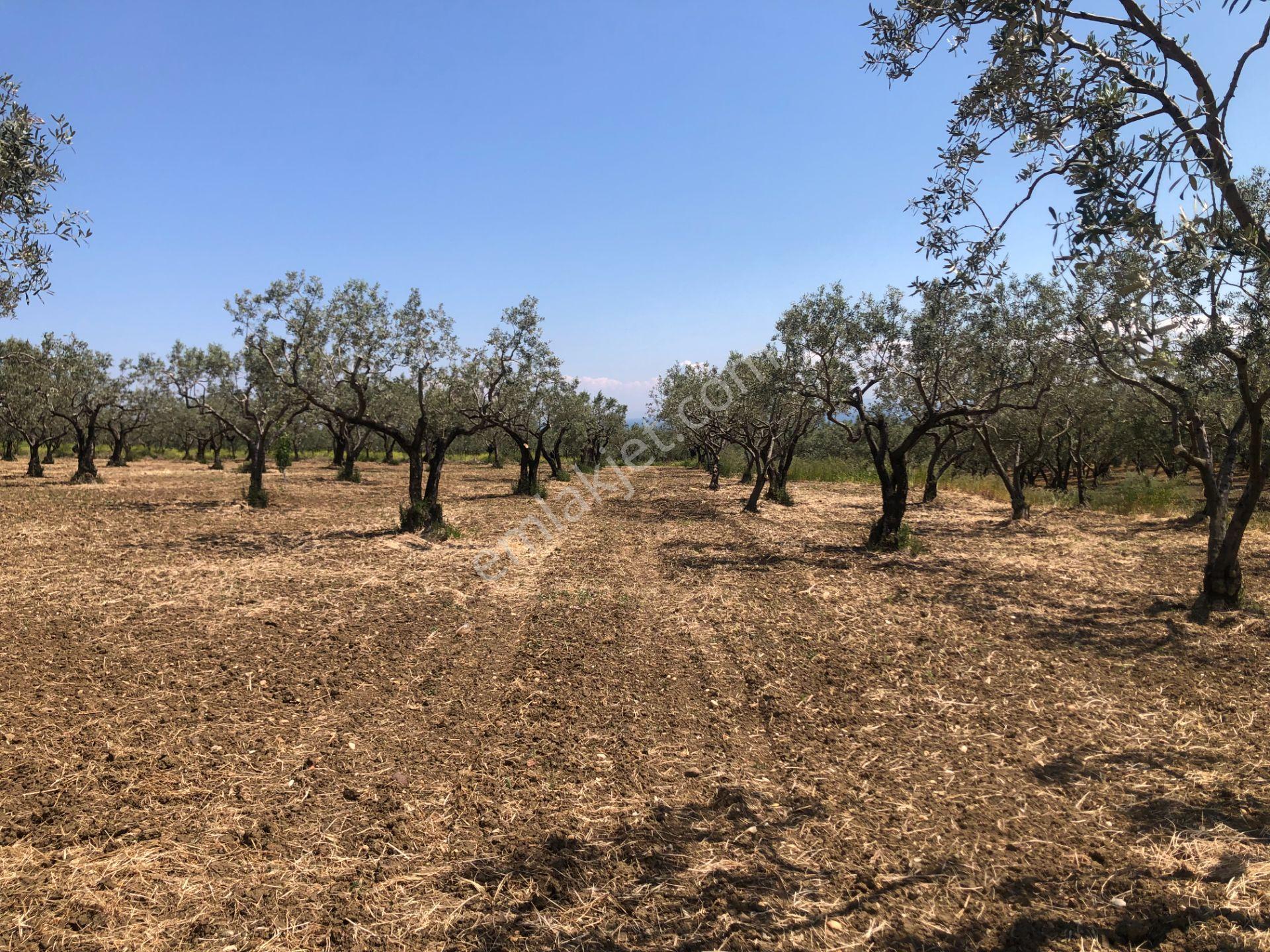 Şarköyde Işık Emlaktan Eriklice Mah De 4300 M2 Zeytinlik - Görsel 11