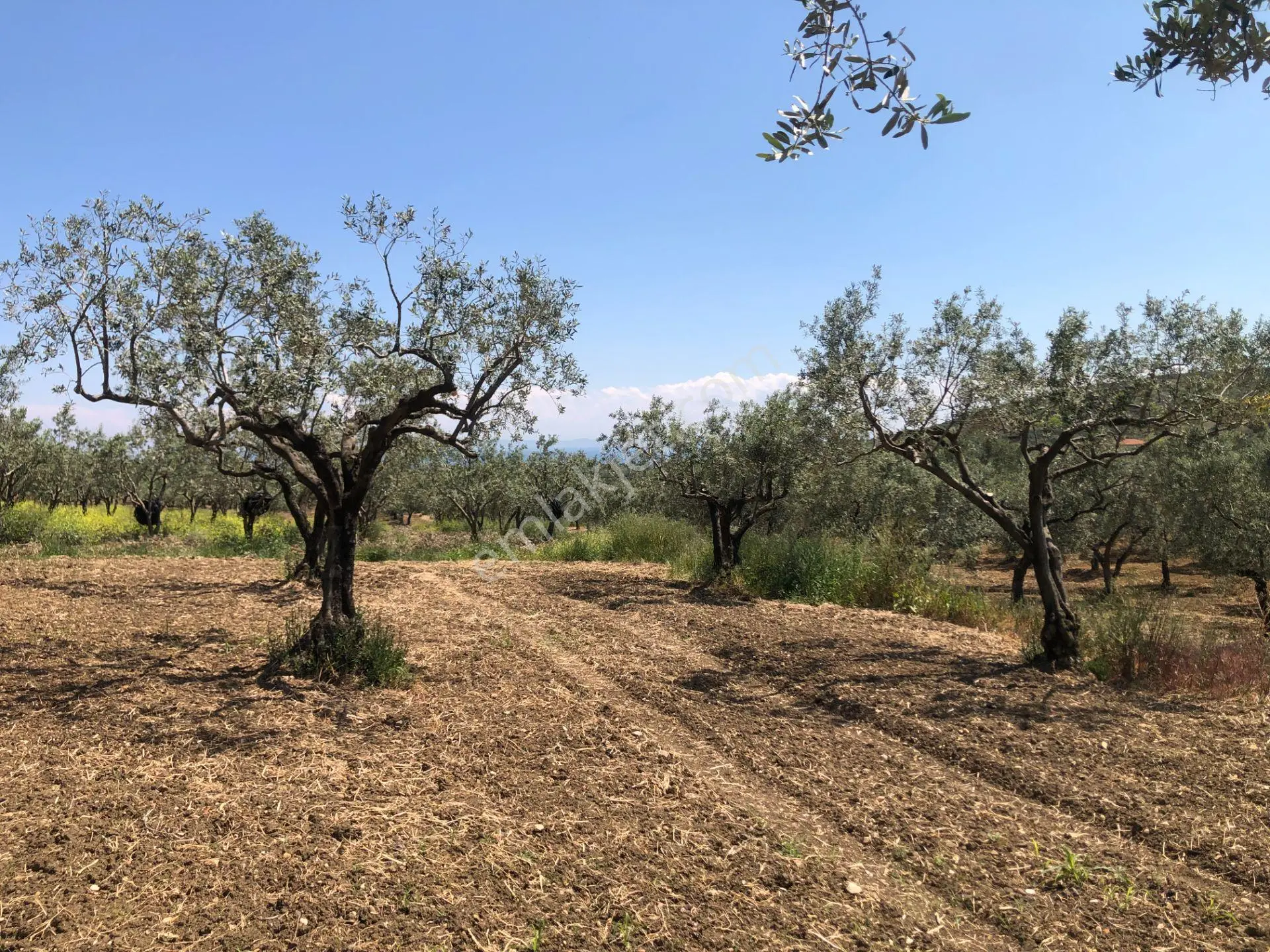 Şarköyde Işık Emlaktan Eriklice Mah De 4300 M2 Zeytinlik - Görsel 3