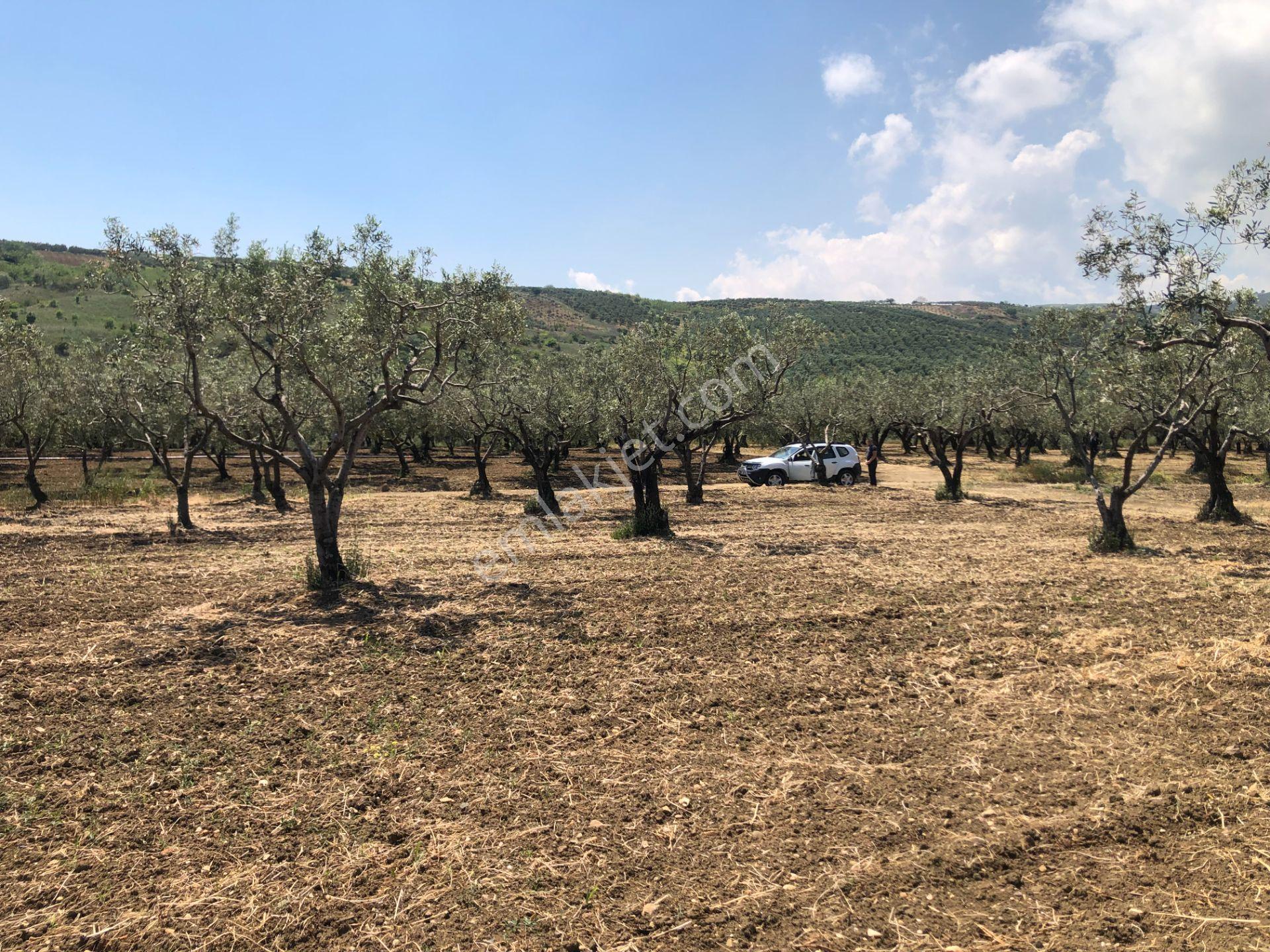 Şarköyde Işık Emlaktan Eriklice Mah De 4300 M2 Zeytinlik - Görsel 13